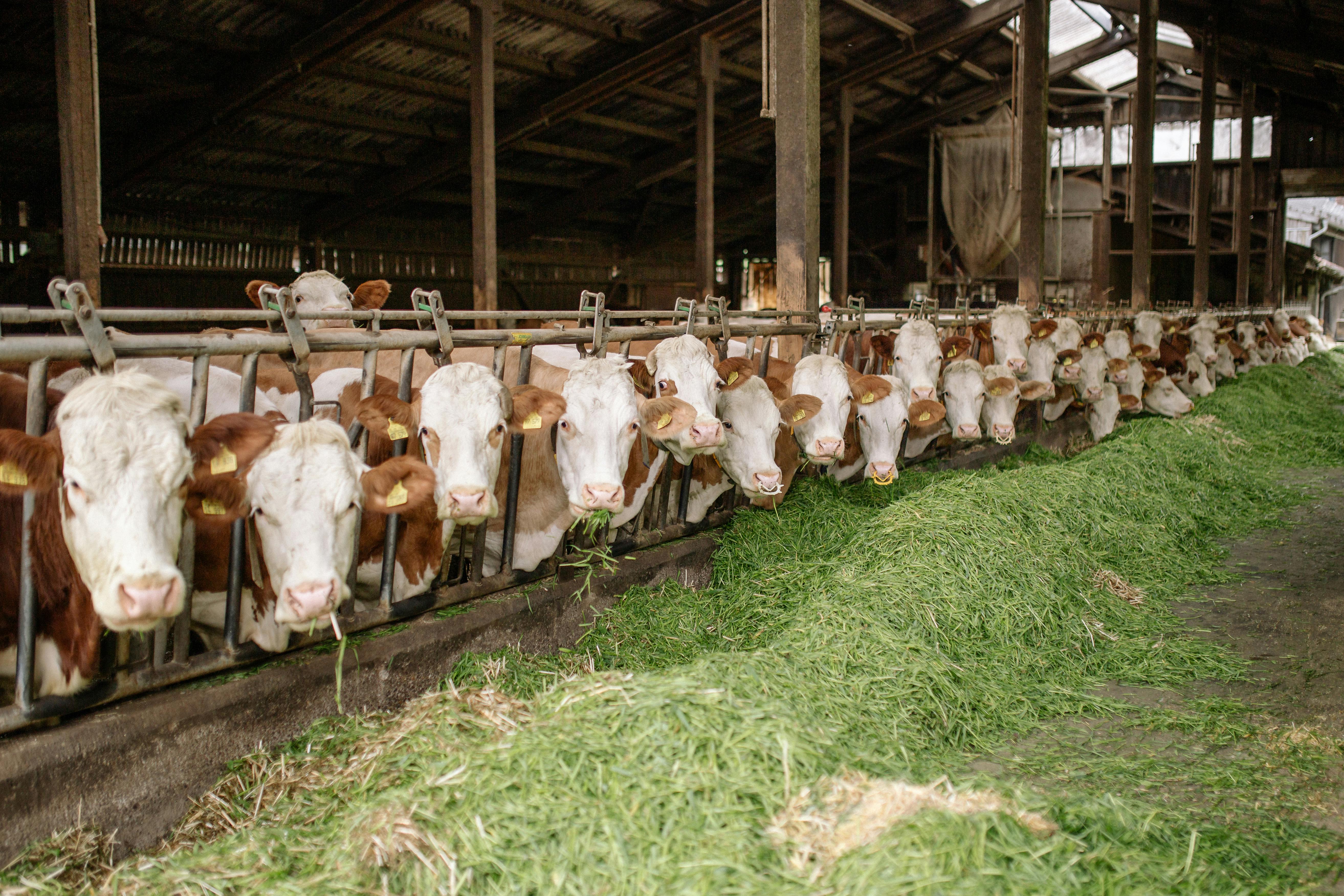 Supreme Agro