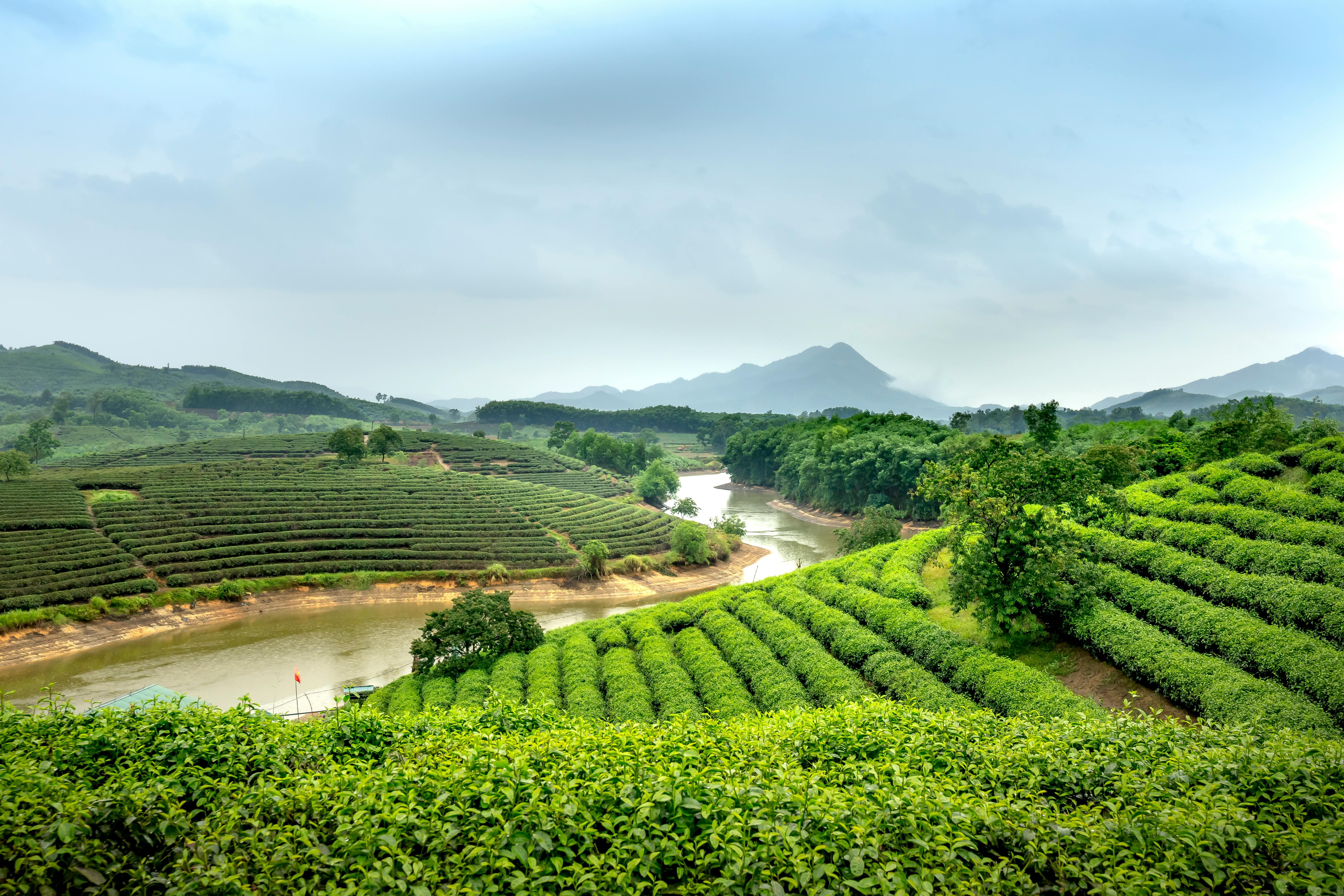 Supreme Tea Wins 2025 National Tea Award