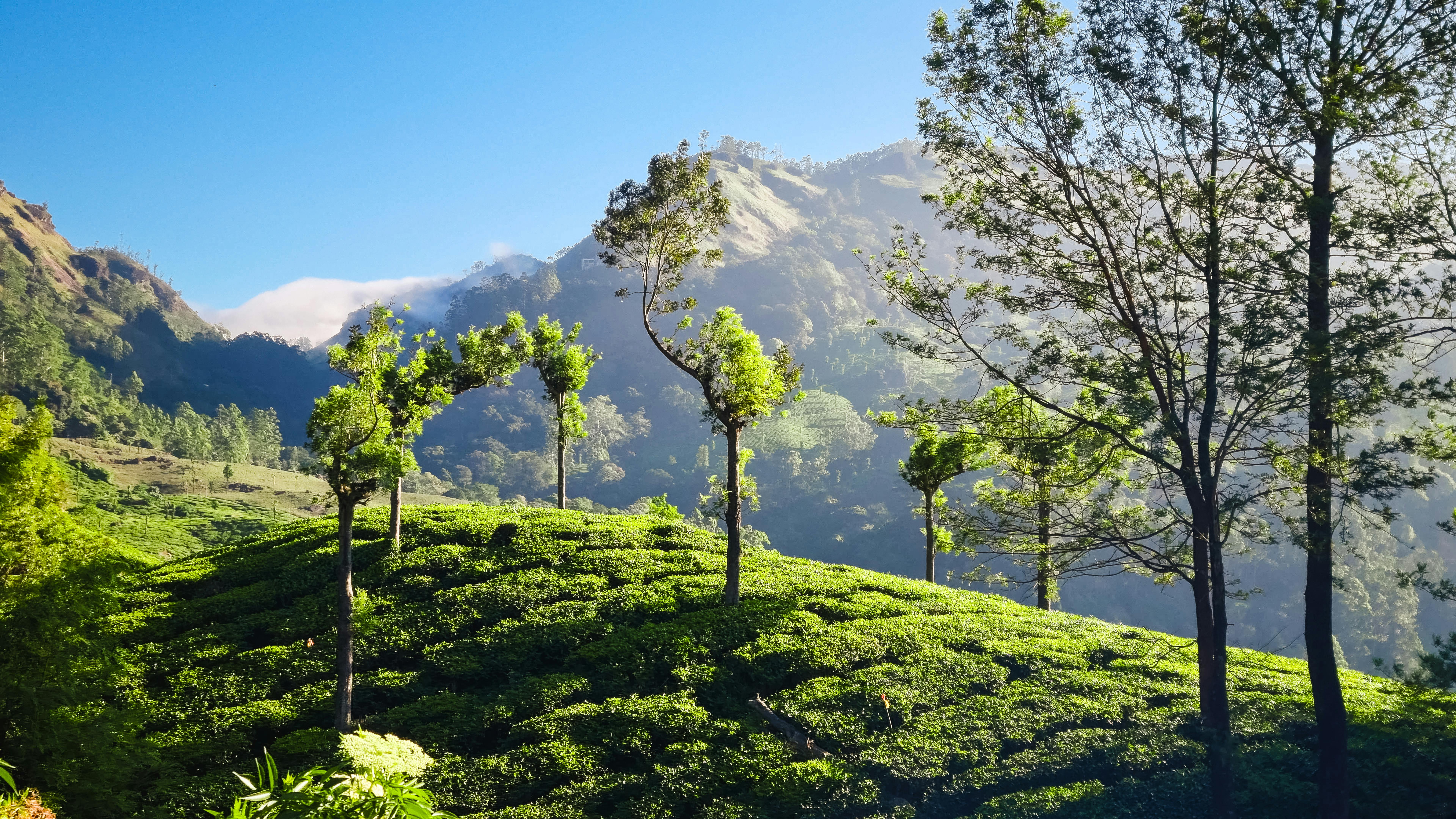 Supreme Tea Limited